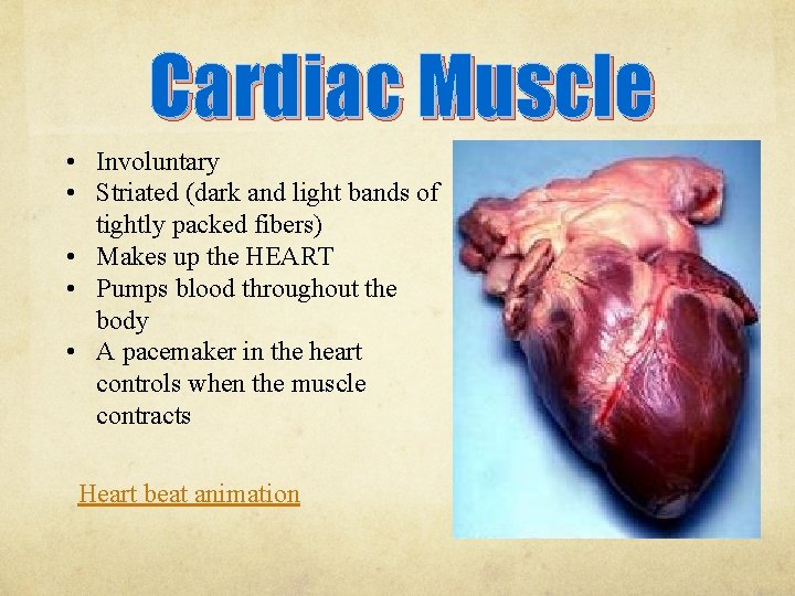 Cardiac Muscle • Involuntary • Striated (dark and light bands of tightly packed fibers)
