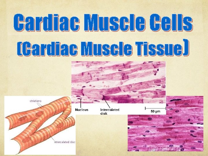 Cardiac Muscle Cells (Cardiac Muscle Tissue) 