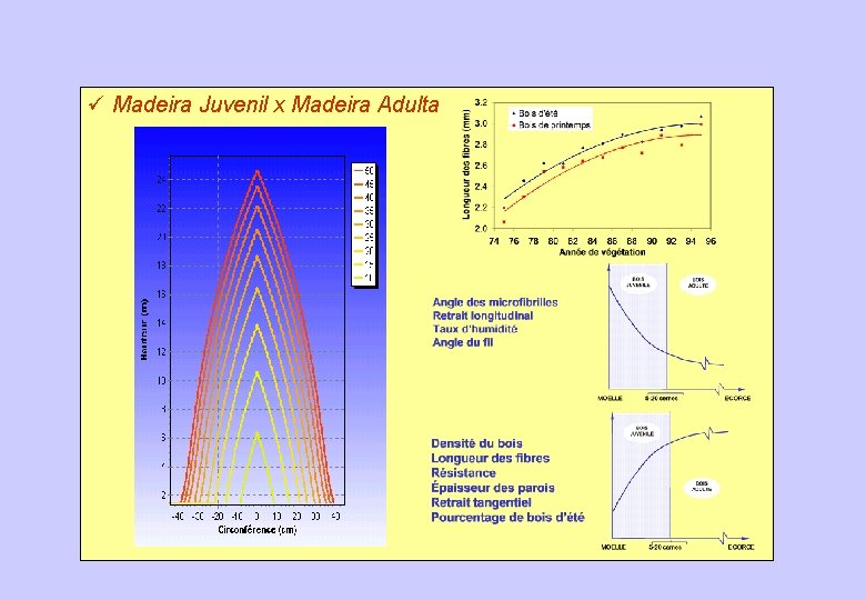 ü Madeira Juvenil x Madeira Adulta 