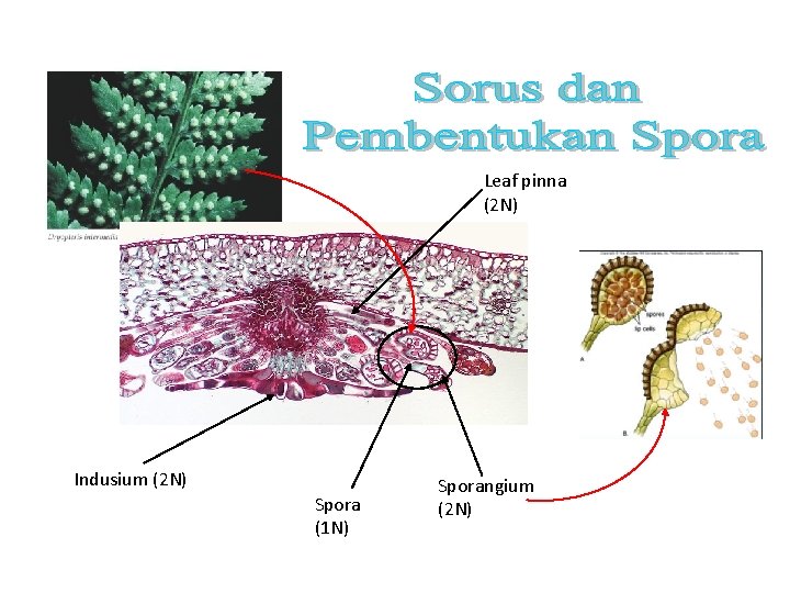 Leaf pinna (2 N) Indusium (2 N) Spora (1 N) Sporangium (2 N) 