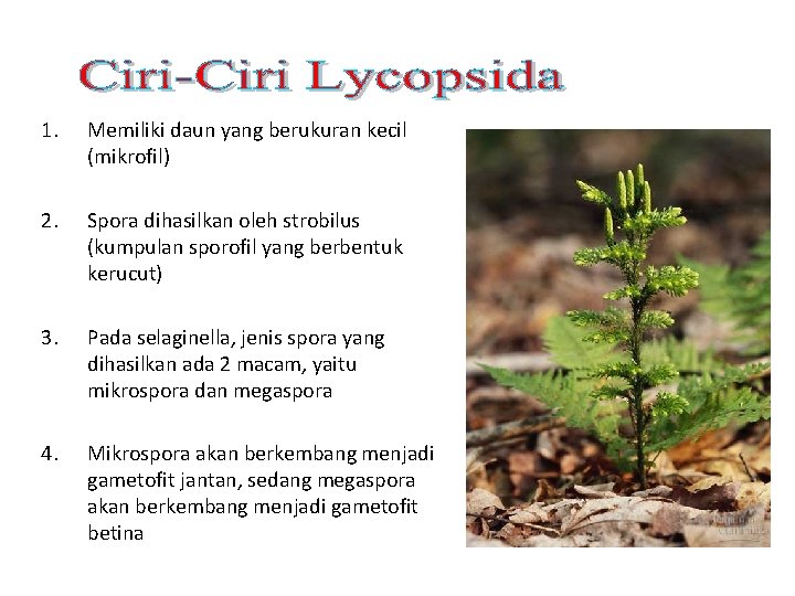 1. Memiliki daun yang berukuran kecil (mikrofil) 2. Spora dihasilkan oleh strobilus (kumpulan sporofil