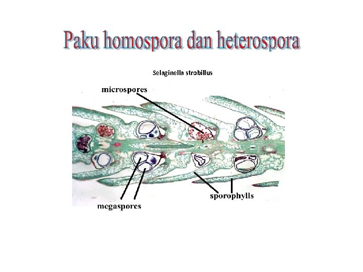 Selaginella strobillus 