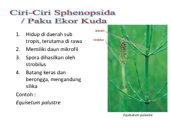 1. Hidup di daerah sub tropis, terutama di rawa 2. Memiliki daun mikrofil 3.