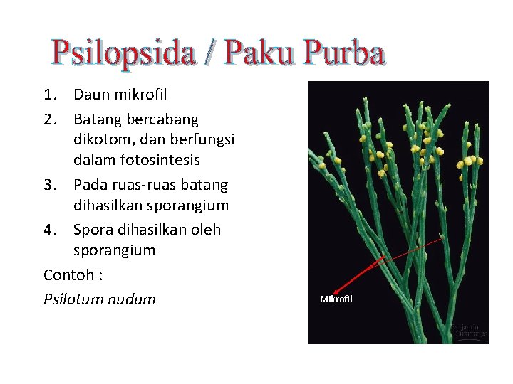 1. Daun mikrofil 2. Batang bercabang dikotom, dan berfungsi dalam fotosintesis 3. Pada ruas-ruas