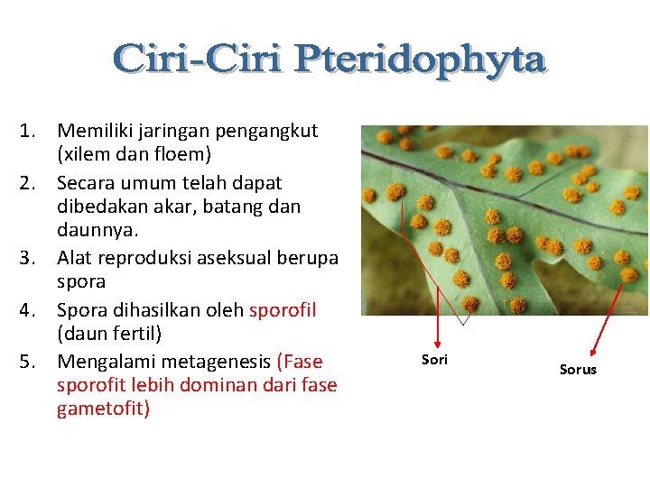 1. Memiliki jaringan pengangkut (xilem dan floem) 2. Secara umum telah dapat dibedakan akar,