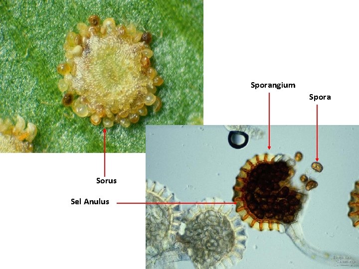 Sporangium Spora Sorus Sel Anulus 