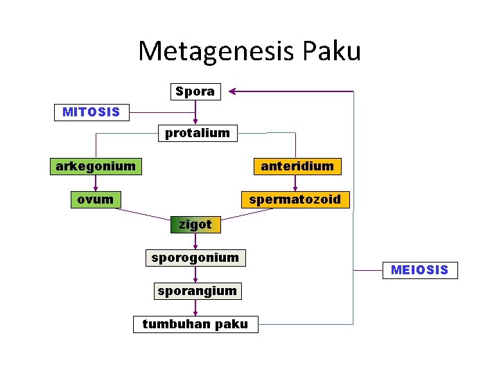 Metagenesis Paku Spora MITOSIS protalium arkegonium anteridium ovum spermatozoid zigot sporogonium sporangium tumbuhan paku