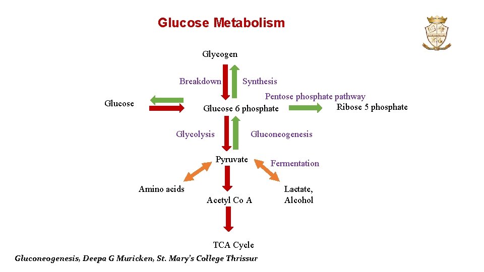 Glucose Metabolism Glycogen Breakdown Synthesis Pentose phosphate pathway Ribose 5 phosphate Glucose 6 phosphate