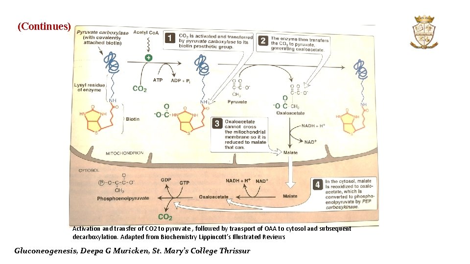 (Continues) Activation and transfer of CO 2 to pyruvate , followed by transport of