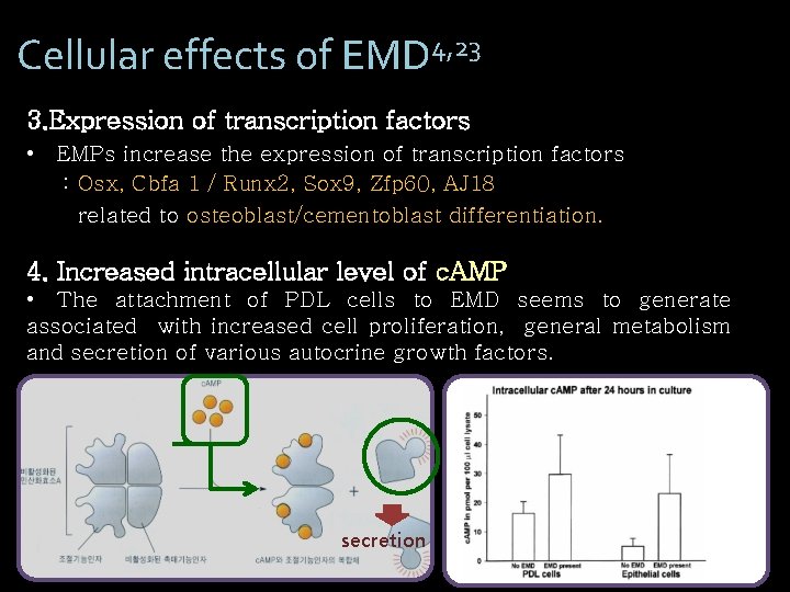 Cellular effects of EMD 4, 23 3. Expression of transcription factors • EMPs increase