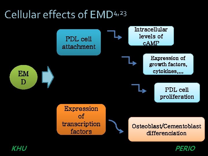 Cellular effects of EMD 4, 23 PDL cell attachment Intracellular levels of c. AMP
