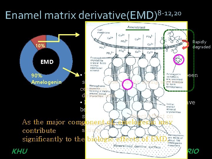 Enamel matrix derivative(EMD)8 -12, 20 10% 90% EMD Amelogenin 90% Amelogenin Proline-rich non-amelgenin Tuftelin