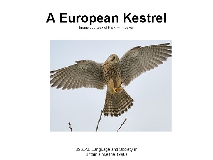 A European Kestrel Image courtesy of Flickr – m. geven 396 LAE Language and