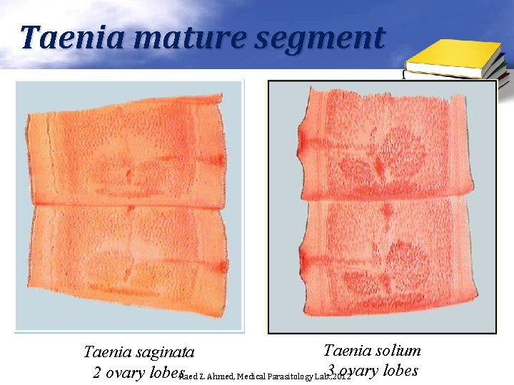 Taenia mature segment Taenia solium Taenia saginata 3 ovary lobes 2 ovary lobes. Raed