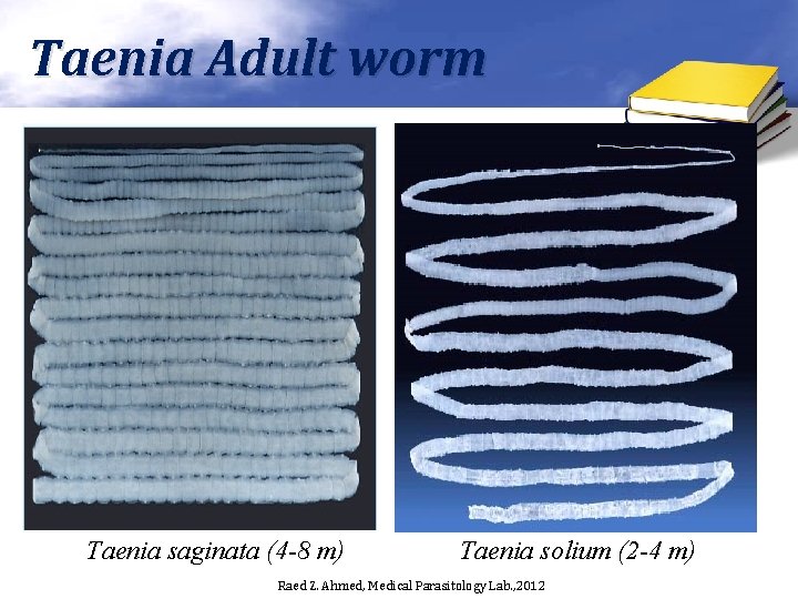 Taenia Adult worm Taenia saginata (4 -8 m) Taenia solium (2 -4 m) Raed