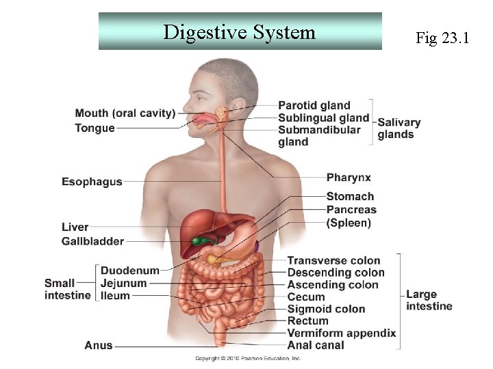 Digestive System Fig 23. 1 