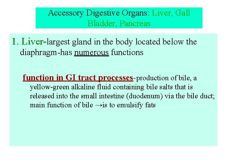 Accessory Digestive Organs: Liver, Gall Bladder, Pancreas 1. Liver-largest gland in the body located