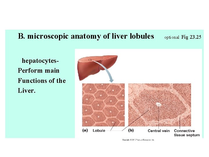 B. microscopic anatomy of liver lobules hepatocytes. Perform main Functions of the Liver. optional