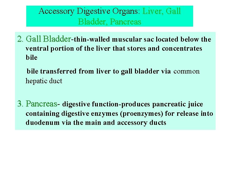 Accessory Digestive Organs: Liver, Gall Bladder, Pancreas 2. Gall Bladder thin-walled muscular sac located