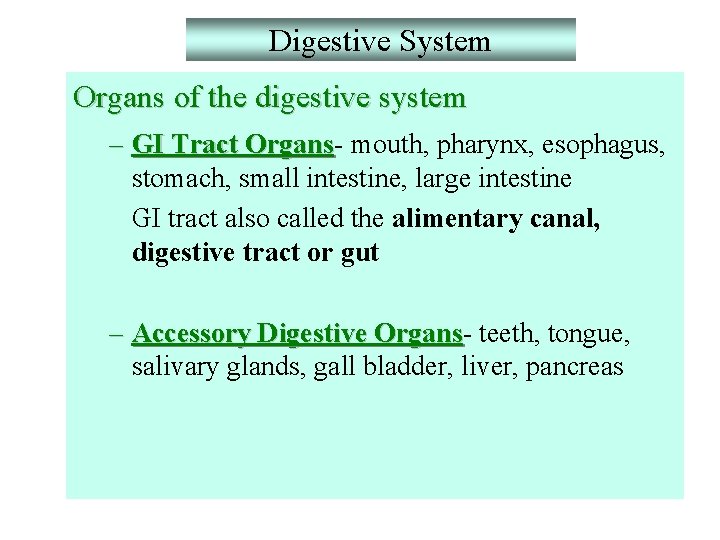 Digestive System Organs of the digestive system – GI Tract Organs mouth, pharynx, esophagus,