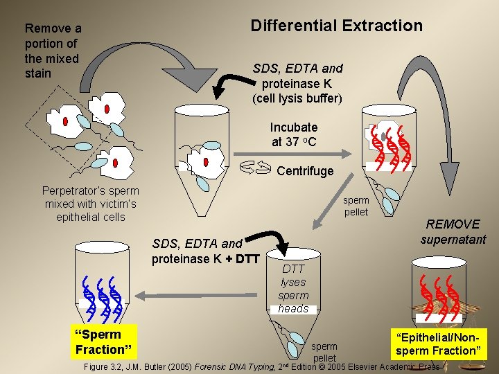 Differential Extraction Remove a portion of the mixed stain SDS, EDTA and proteinase K