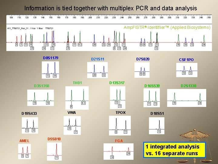 Information is tied together with multiplex PCR and data analysis Amp. Fl. STR® Identifiler™