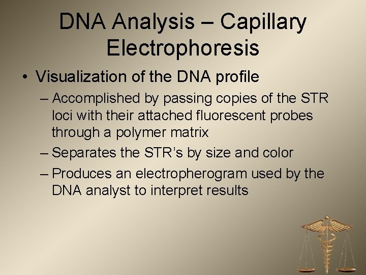 DNA Analysis – Capillary Electrophoresis • Visualization of the DNA profile – Accomplished by