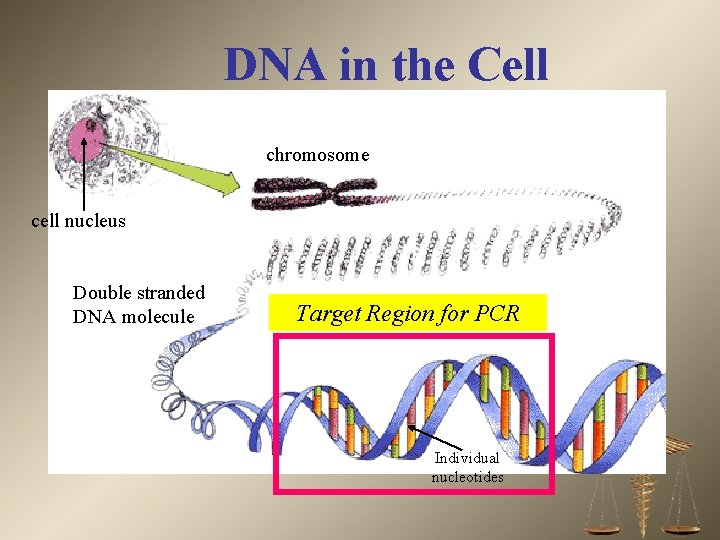 DNA in the Cell chromosome cell nucleus Double stranded DNA molecule Target Region for