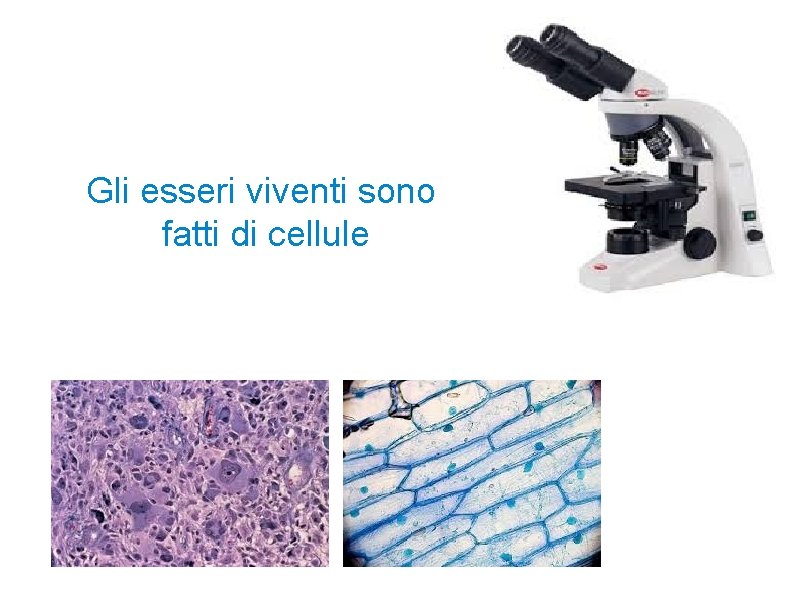 Gli esseri viventi sono fatti di cellule 