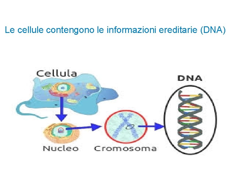 Le cellule contengono le informazioni ereditarie (DNA) 