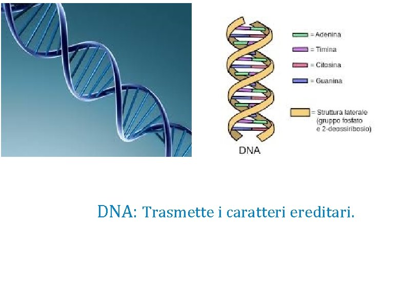 DNA: Trasmette i caratteri ereditari. 