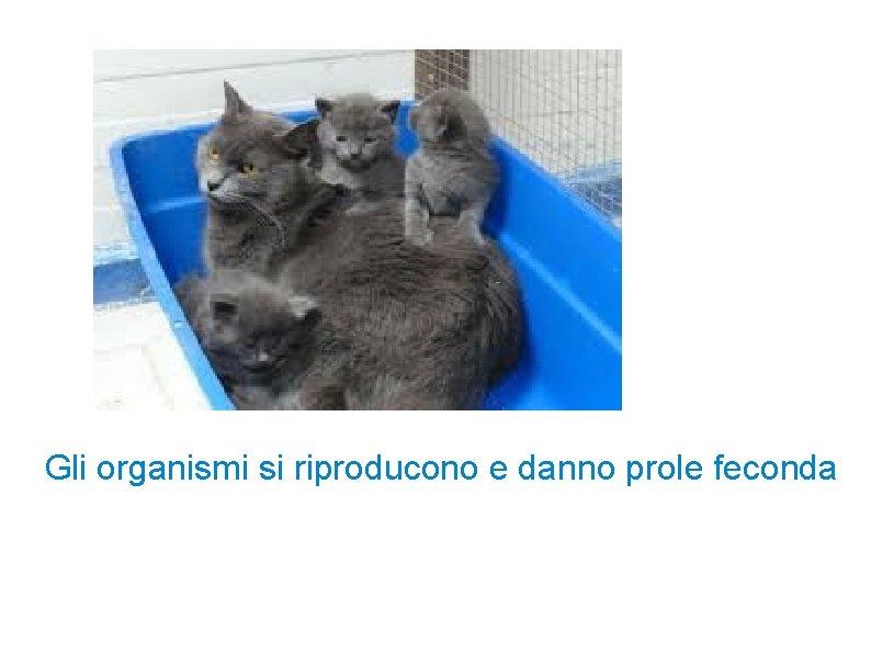 Gli organismi si riproducono e danno prole feconda 