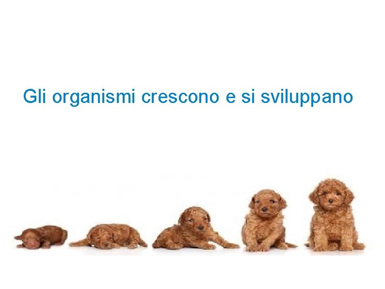 Gli organismi crescono e si sviluppano 