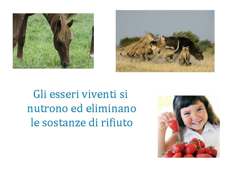 Gli esseri viventi si nutrono ed eliminano le sostanze di rifiuto 
