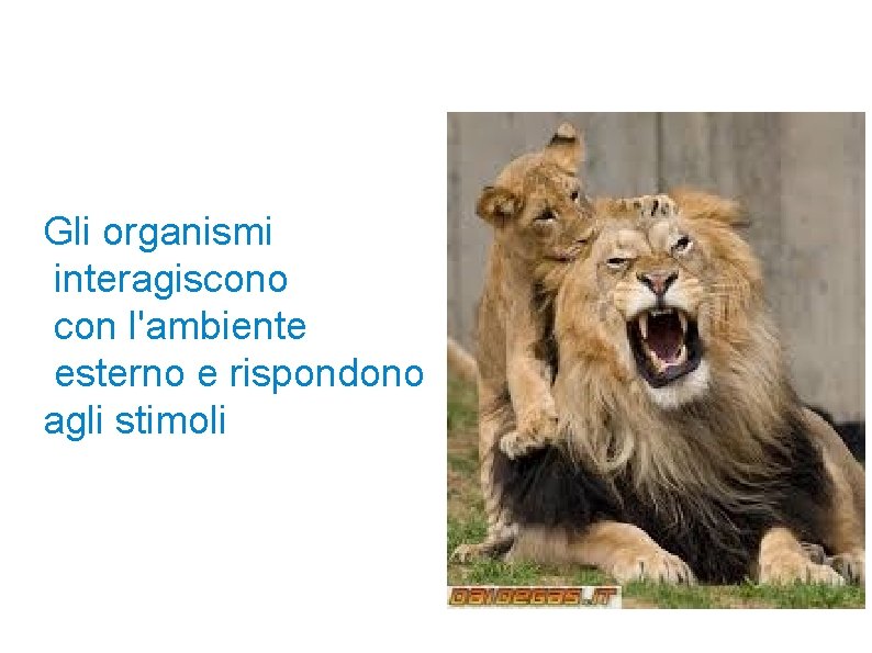Gli organismi interagiscono con l'ambiente esterno e rispondono agli stimoli 