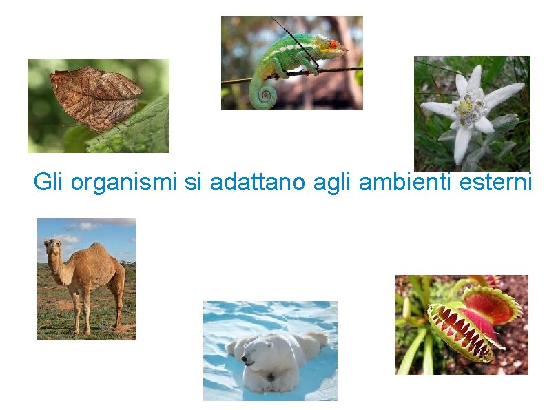 Gli organismi si adattano agli ambienti esterni 