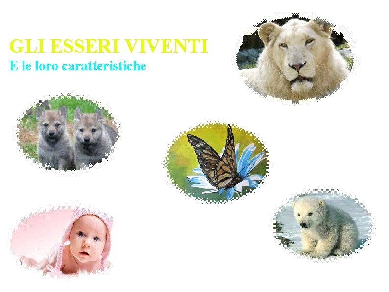 GLI ESSERI VIVENTI E le loro caratteristiche 