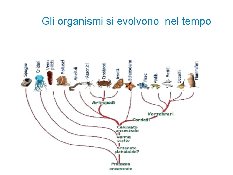 Gli organismi si evolvono nel tempo 