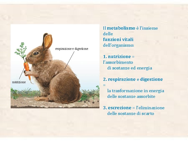 respirazione e digestione Il metabolismo è l’insieme delle funzioni vitali dell’organismo: 1. nutrizione =