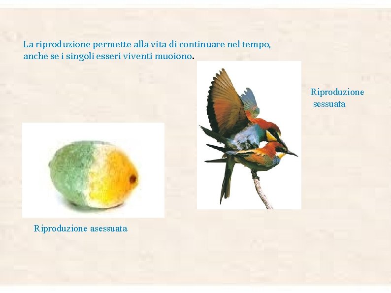 La riproduzione permette alla vita di continuare nel tempo, anche se i singoli esseri