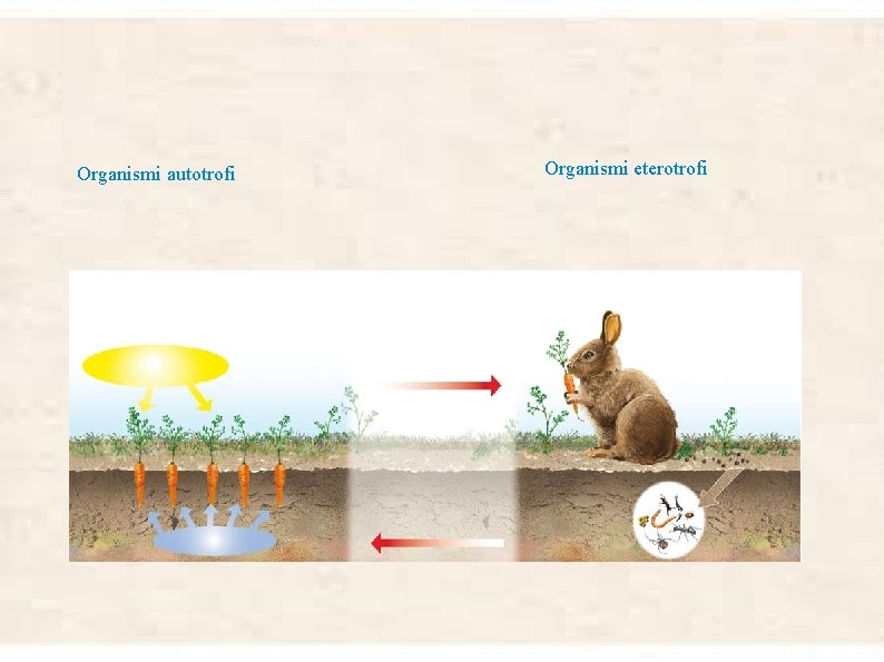 Organismi autotrofi Organismi eterotrofi 