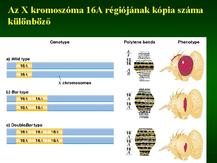 Az X kromoszóma 16 A régiójának kópia száma különböző 