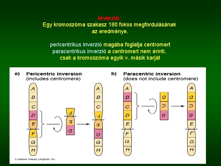 Inverzió: Egy kromoszóma szakasz 180 fokos megfordulásának az eredménye. pericentrikus inverzió magába foglalja centromert