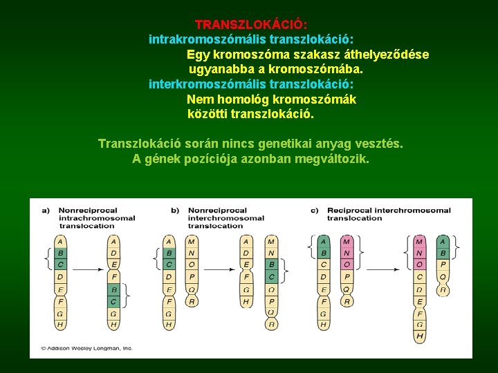 TRANSZLOKÁCIÓ: intrakromoszómális transzlokáció: Egy kromoszóma szakasz áthelyeződése ugyanabba a kromoszómába. interkromoszómális transzlokáció: Nem homológ