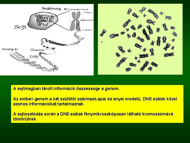 A sejtmagban tárolt információ összessége a genom. Az emberi genom a két szülőtől származó,