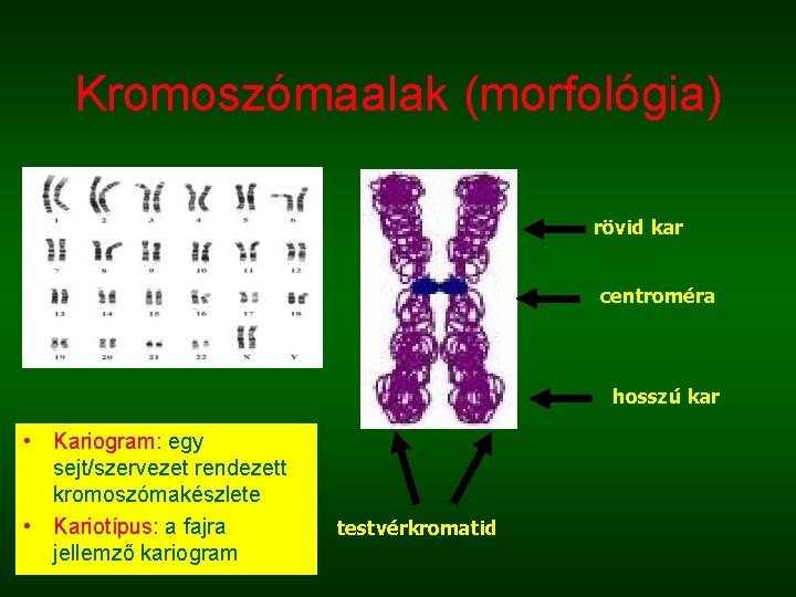 Kromoszómaalak (morfológia) rövid kar centroméra hosszú kar • Kariogram: egy sejt/szervezet rendezett kromoszómakészlete •