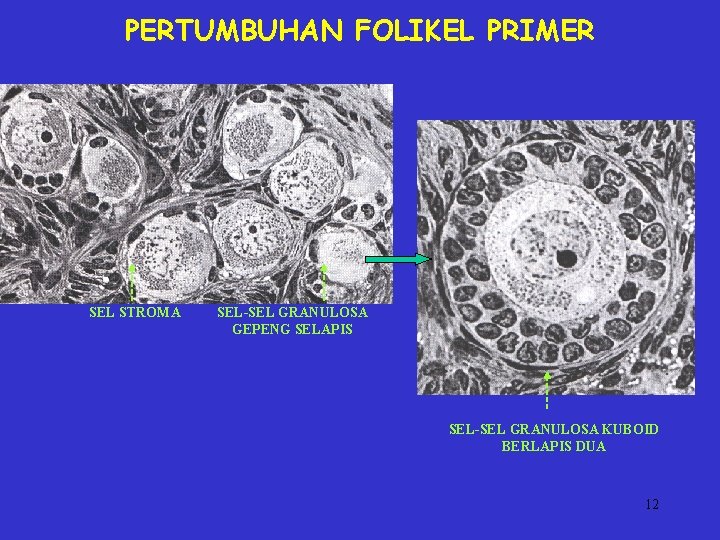 PERTUMBUHAN FOLIKEL PRIMER SEL STROMA SEL-SEL GRANULOSA GEPENG SELAPIS SEL-SEL GRANULOSA KUBOID BERLAPIS DUA