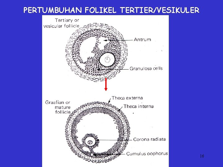PERTUMBUHAN FOLIKEL TERTIER/VESIKULER 16 