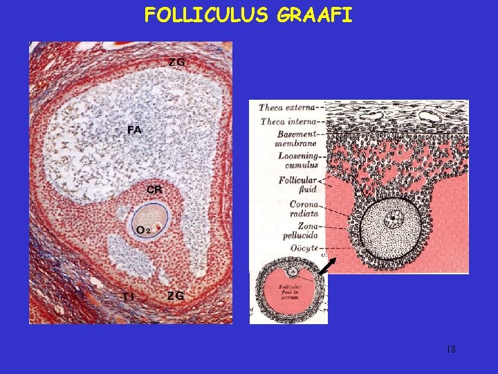 FOLLICULUS GRAAFI 18 