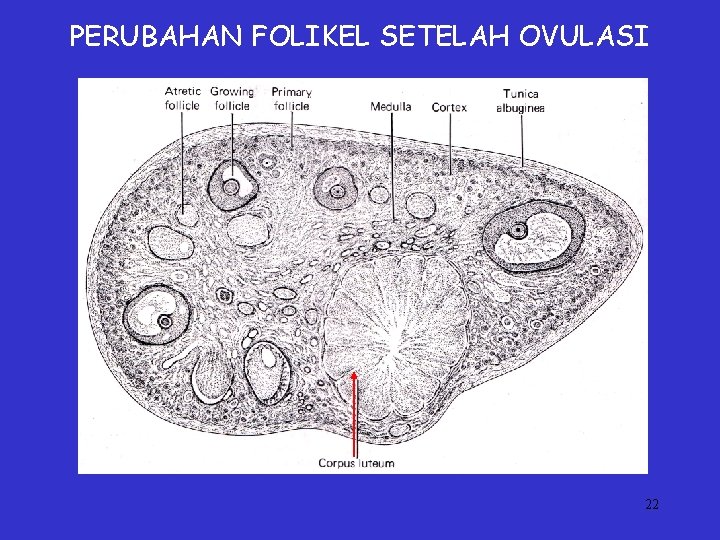 PERUBAHAN FOLIKEL SETELAH OVULASI 22 